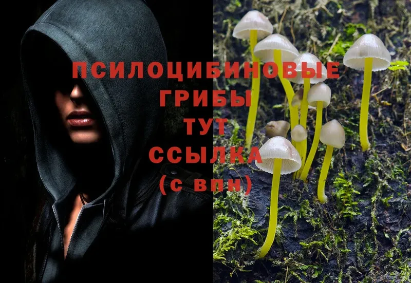 наркошоп  Ирбит  Псилоцибиновые грибы Magic Shrooms 